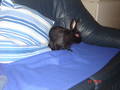 Mein Hase (RUFUS) 3260205