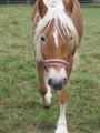 Haflinger 11468778