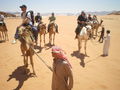 Camel- riding in Rum  42863543