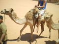 Camel- riding in Rum  42863548