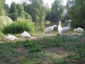 Zoo Schmieding 27.07.08 42250560