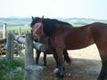 ~MY HoRsEs~ 20412762