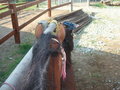 ~MY HoRsEs~ 20412819