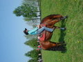 ~MY HoRsEs~ 20412871