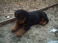 my dog lasko 2761758