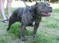 Pit Bull 2852809