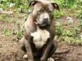 Pit Bull 2852832