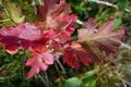 Herbst 2008 46446230