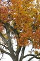 Herbst 2008 46446377