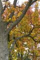 Herbst 2008 46446392