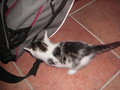 Meine kleine Katze... 20097443