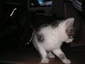 Meine kleine Katze... 20097780