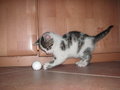 Meine kleine Katze... 20097886