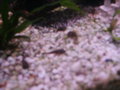 ***Mein Aquarium*** 26551205