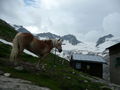 HochAlpin Kurs (Zillertal) 47058545