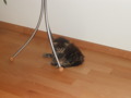 Unser Kater 34798083