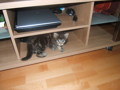 Unser Kater 34798094