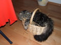 Unser Kater 34798260