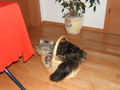 Unser Kater 34798272