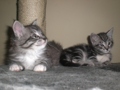 UNSERE KATZENBABYS 32530240