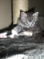 UNSERE KATZENBABYS 32530281