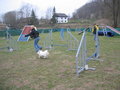 Agility ÖGV Schwanenstadt 17300041