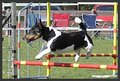 Agility ÖGV Schwanenstadt 20364593