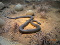 Brisbane & Australia Zoo 65199161