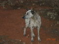 Ayers Rock, Kings Canyon, Alice Springs 65253653