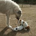 irishwolfhound - Fotoalbum