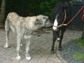 Irishwolfhound / Epernay 3070611