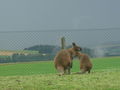 Tierpark Altenfelden 62879855