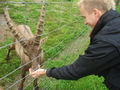 Tierpark Altenfelden 62880072