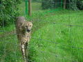 Tierpark Altenfelden 62880135