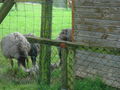 Tierpark Altenfelden 62880152