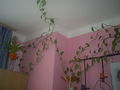 Meine blumen!!!!******GG********* 48923334