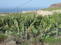 Teneriffa 2008 35667174