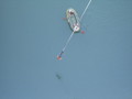 Bungee 2007  30686217