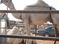 Riyadh_Saudi Arabien 2007 18483985