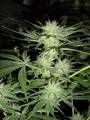 Gras-Marihuana-Dope ... 3190465