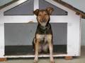 Unser dummer Hund 33217362