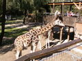 Giraffen 46154652