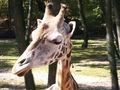 Giraffen 46154684