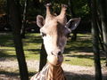 Giraffen 46154705