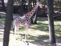 Giraffen 46154728