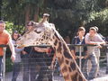 Giraffen 46154751