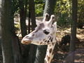 Giraffen 46154766