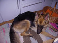 *$$~meine hunde kiss kiss~$$* 10211869