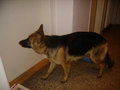 *$$~meine hunde kiss kiss~$$* 10986598