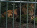 Tierpark Stadt Haag 39308380